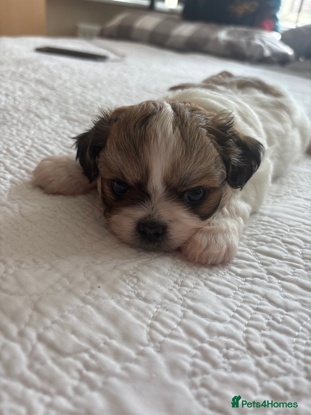 Shih Tzu dogs for sale: Shih Tzu puppies  - Image 16