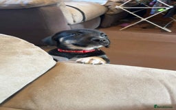 Mixed Breed dogs for sale: Dusky - Advert 1