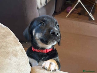 Mixed Breed dogs Dusky - Advert 4