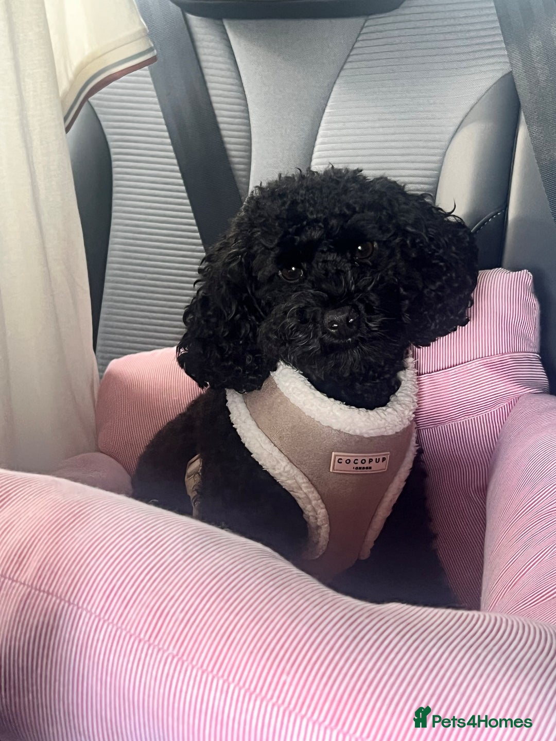 Cavapoo dogs for sale: Cavapoo (Cavalier Backcross) Puppies - Image 2