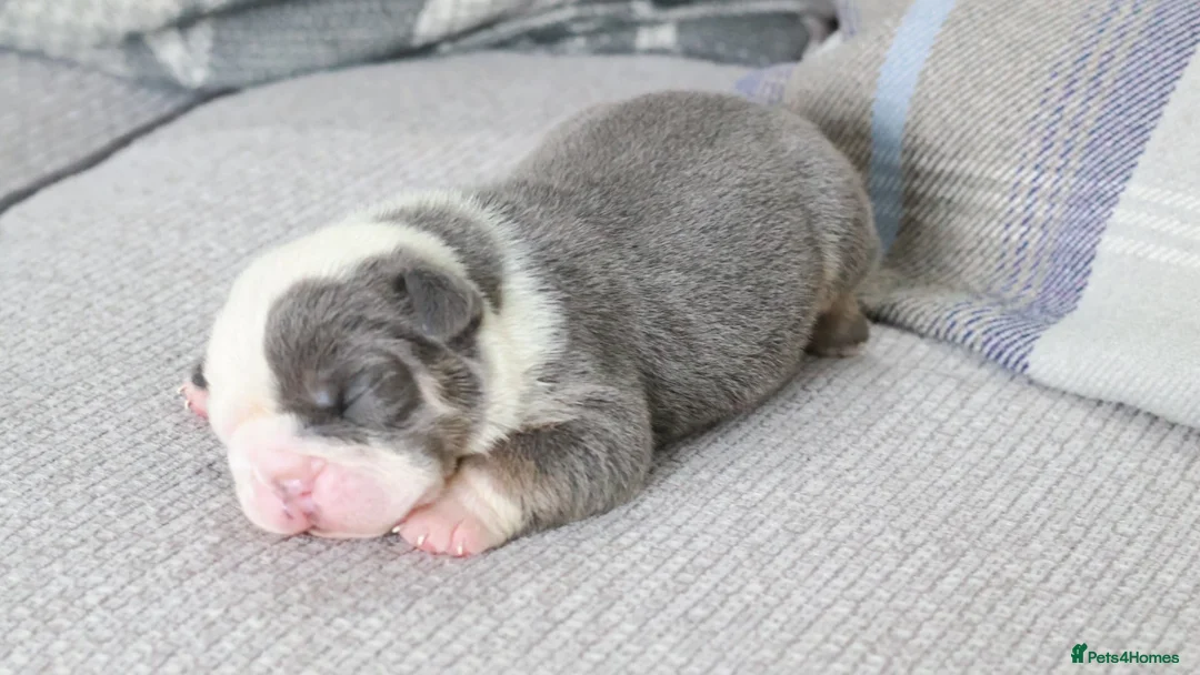 Old Tyme Bulldog dogs for sale: Old tyme bulldog puppies  in Hartlepool - Advert 8