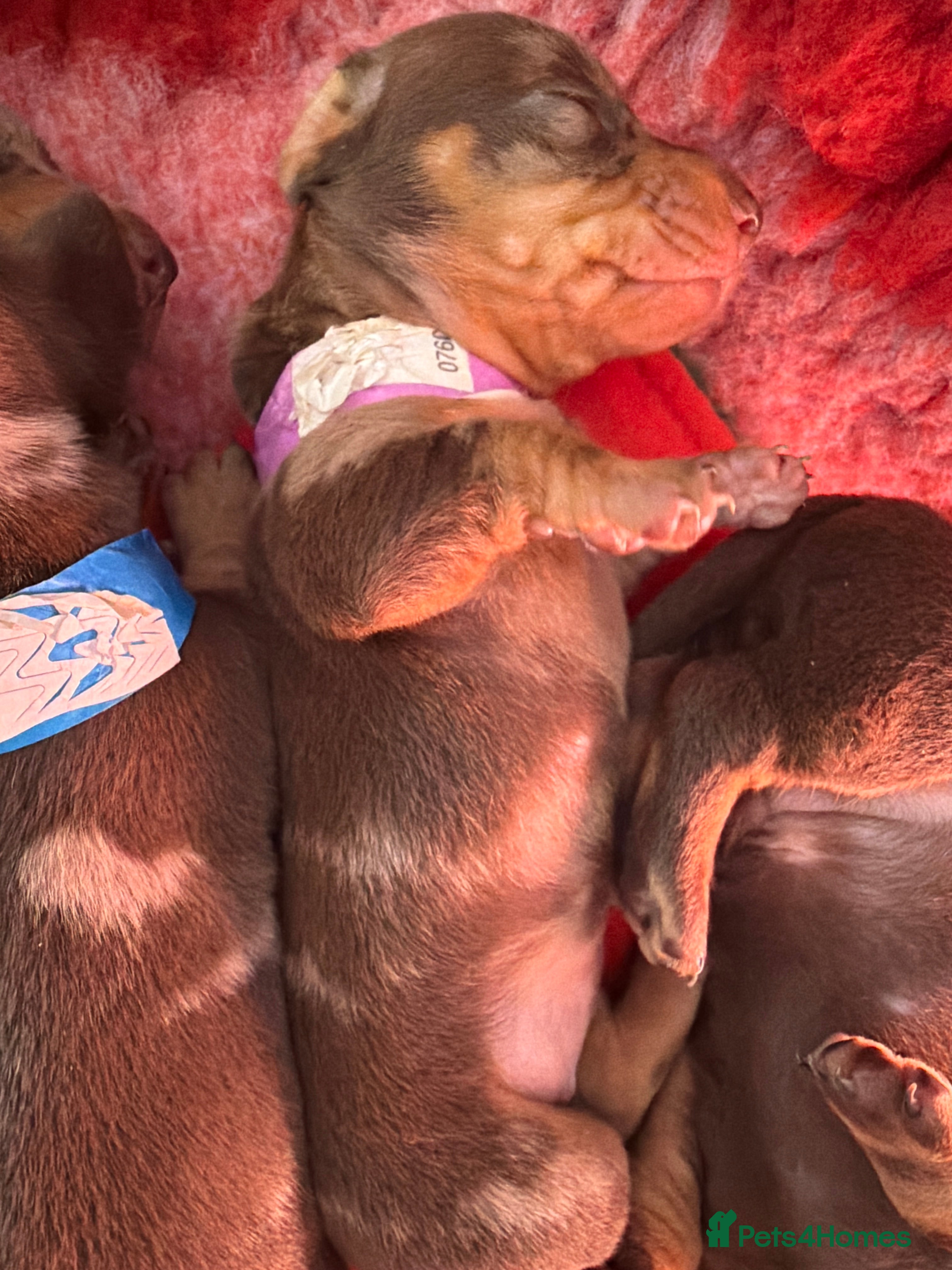 Miniature Dachshund dogs Miniature dachshund  - Advert 1