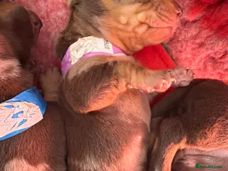 Miniature Dachshund dogs Miniature dachshund - Advert 1