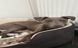 Mixed Breed dogs for sale: Handsome grey Lurcher 9 month old   - Image 2