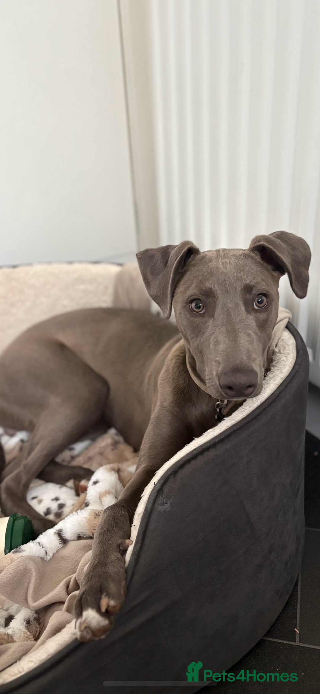 Mixed Breed dogs for sale: Handsome grey Lurcher 9 month old   - Image 2