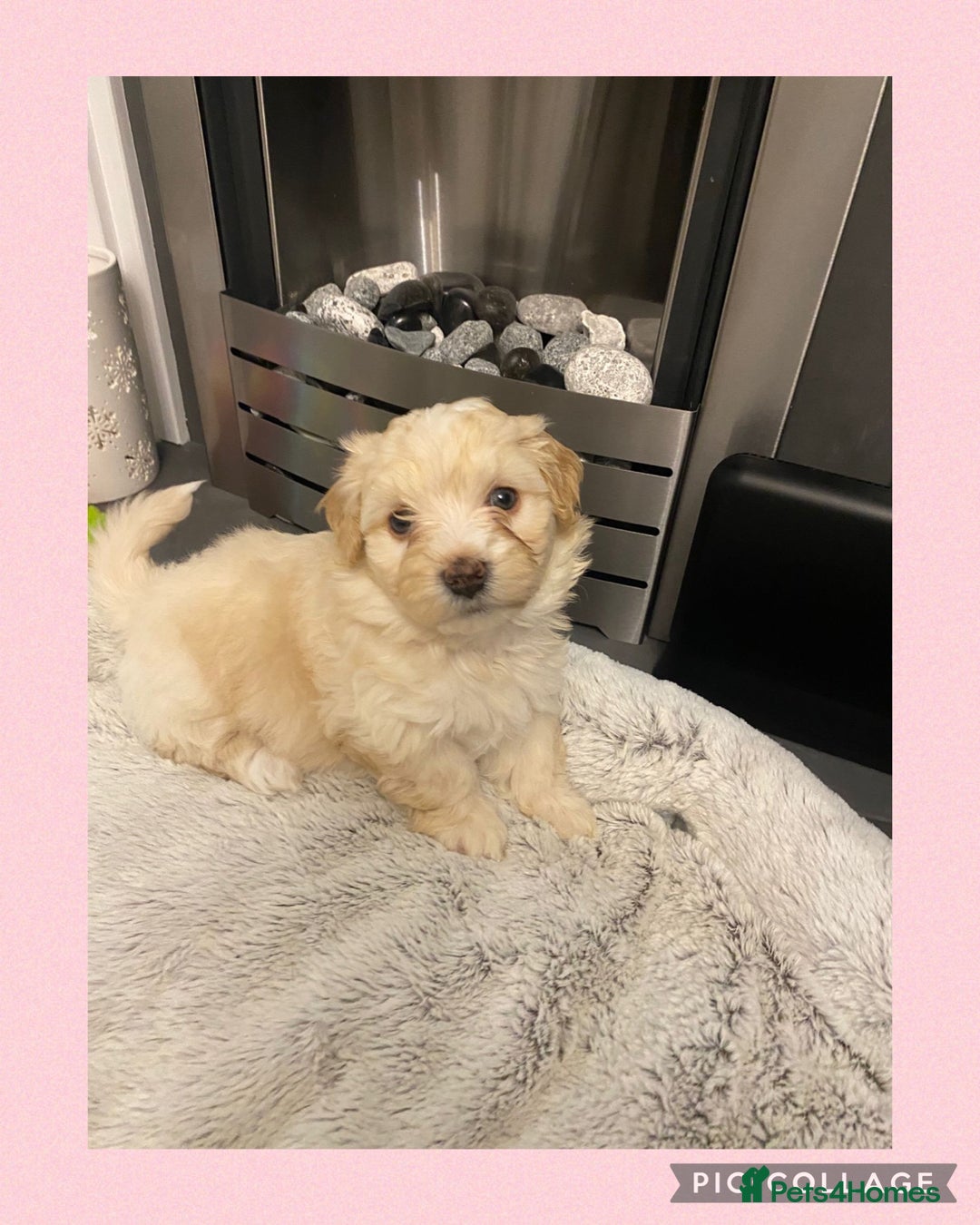 Maltipoo dogs for sale: Stunning F1 Maltipoo Puppies!!! - Image 8