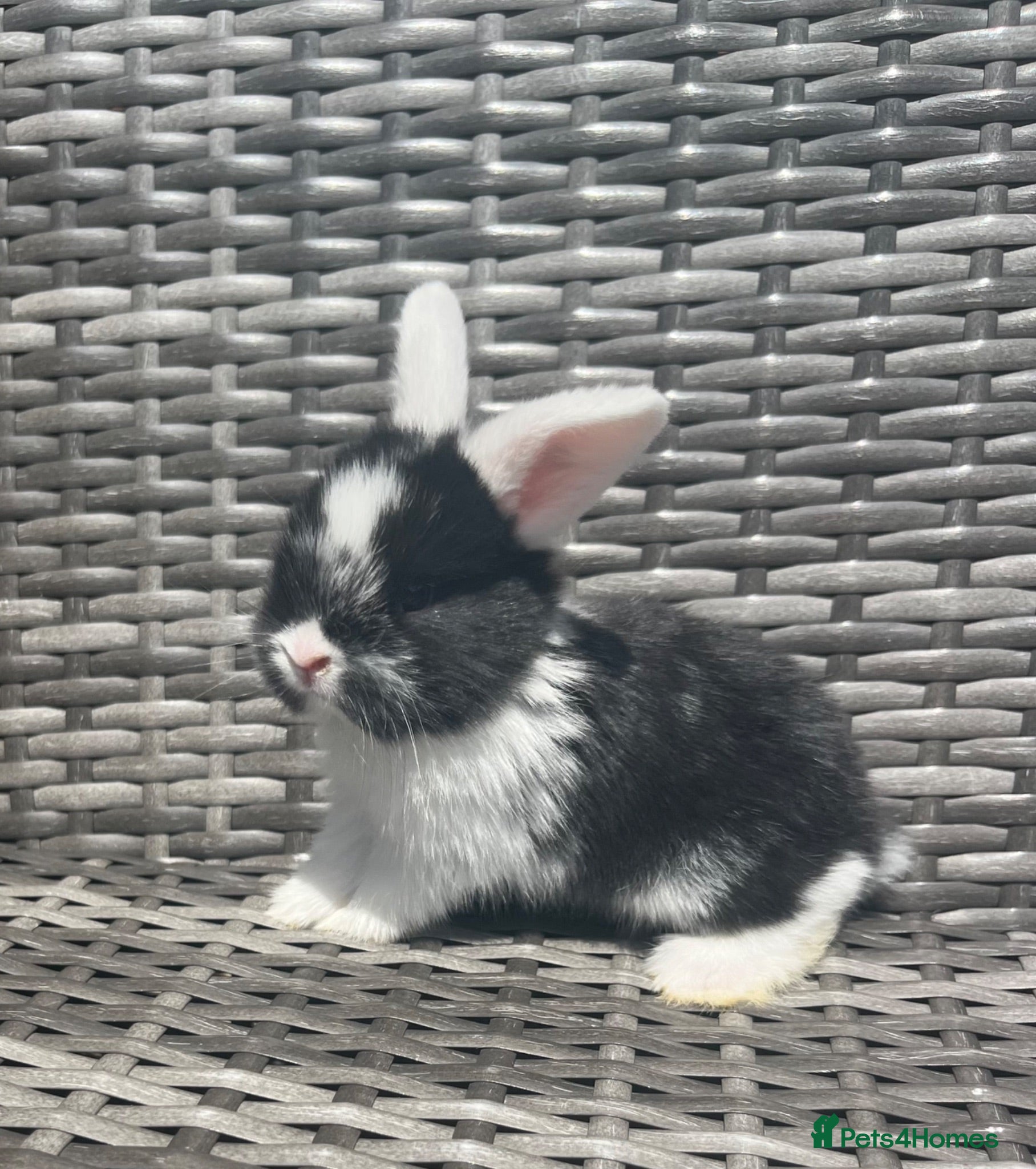 Mini Lop rabbits Mini Lop Babies - Ready to leave end of July  - Advert 15