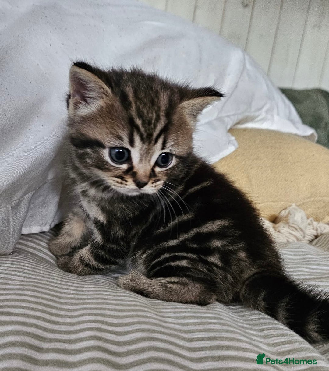 Mixed Breed cats for sale: British Shorthair blue x Siberian  - Image 4