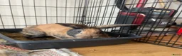 Mixed Breed rabbits for sale: Gorgeous male rabbit in Upminster - Advert 3