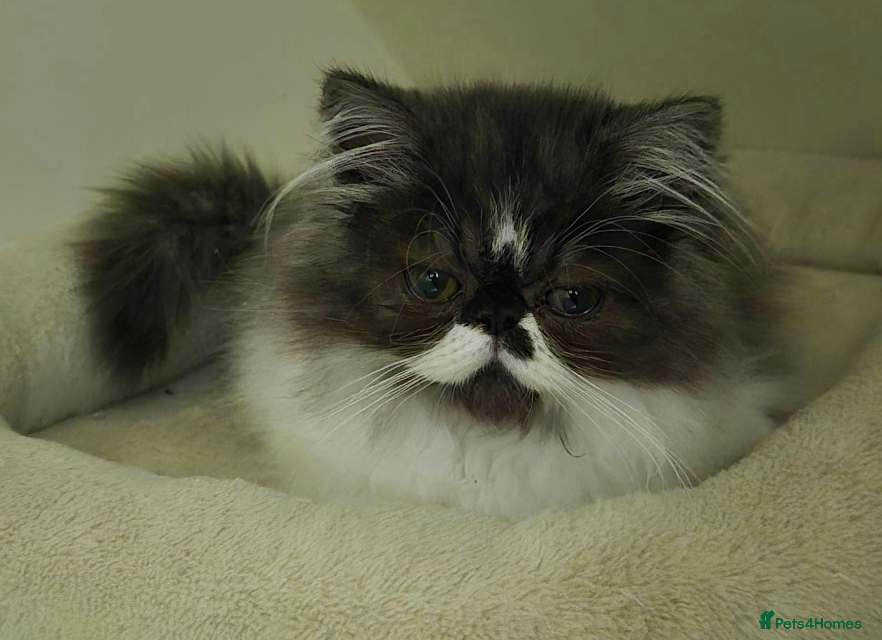 Persian cats Persian Long-Haired Male Kitten for a Loving Home - Advert 1
