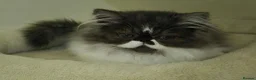 Persian cats for sale: Persian Long-Haired Male Kitten for a Loving Home - Advert 1