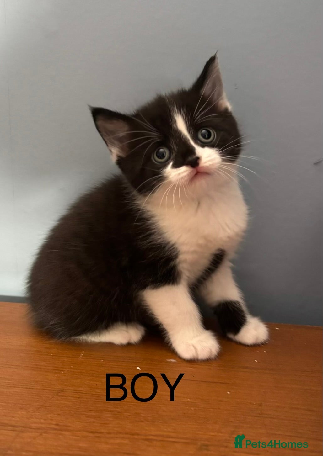 Mixed Breed cats for sale: Black & White Male kitten for sale in Fareham - Advert 1