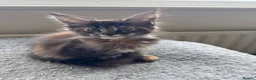 Maine Coon cats for sale: GCCF PEDIGREE MAINECOON KITTENS - Advert 16
