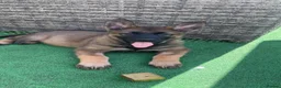German Shepherd dogs for sale: 3 females German shepherd kc registered  - Advert 14