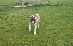 Presa Canario dogs for sale: Female Presa Canario - Image 10