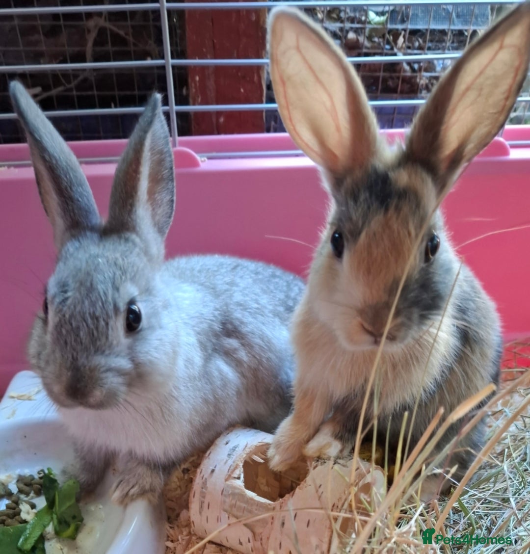 Mixed Breed rabbits for sale: Netherland dwarf x Dutch rabbits - Image 2