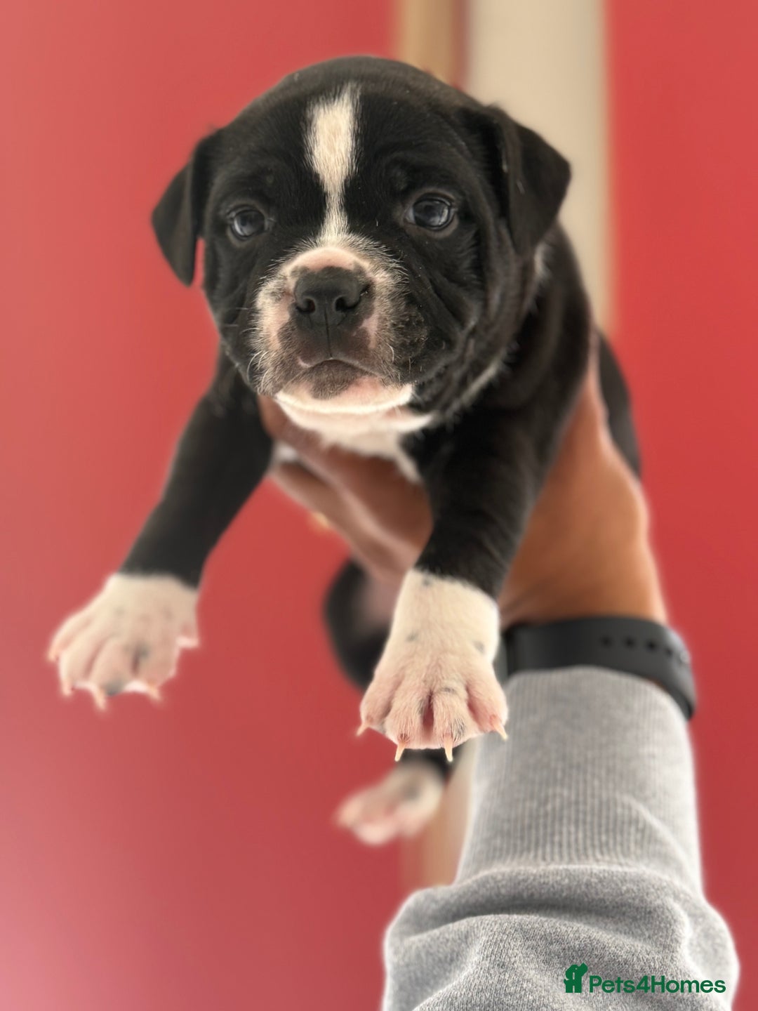 Staffordshire Bull Terrier dogs for sale: Outstanding KC blue gene carriers - Image 24