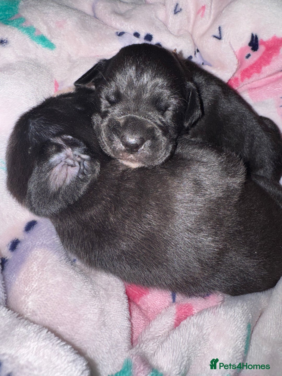Mixed Breed dogs for sale: Rare breeding American x Bulldog x Cane Corso Pups - Image 28