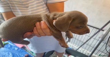 Dachshund dogs - Advert 6