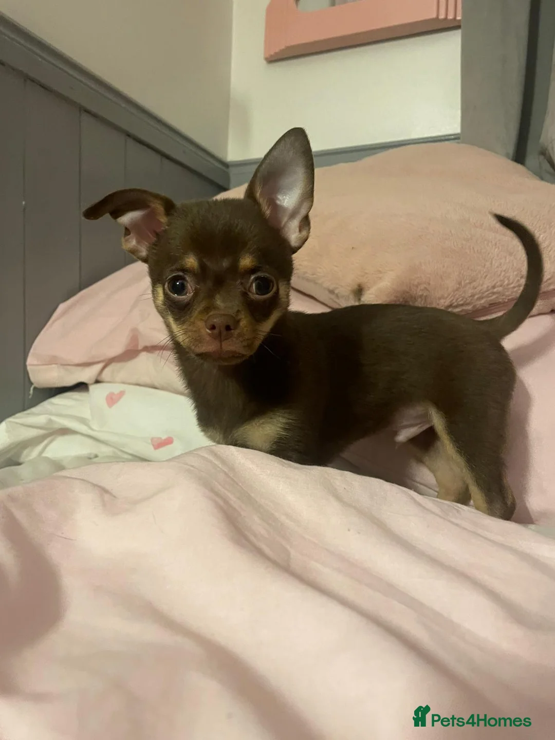 Chihuahua dogs for sale: Chihuahua Puppies  - Advert 13