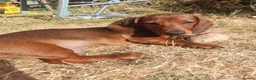 Dachshund dogs for sale: Unusual Red Fade & Red Brindle Standard dachshunds - Advert 13