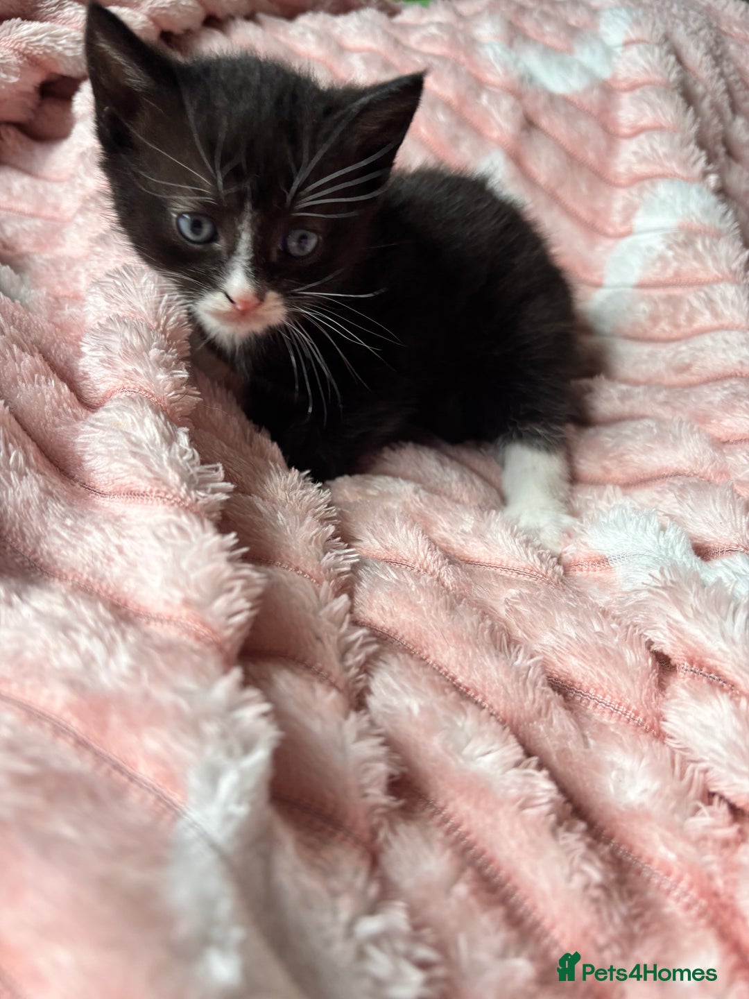 Mixed Breed cats for sale: 3 adorable kittens! Ready in 3 weeks!! 🐈‍⬛🐈‍⬛ - Image 6