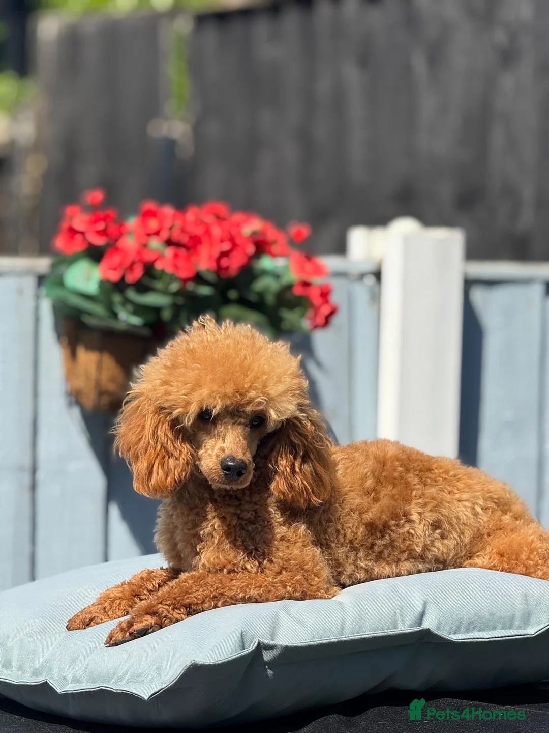 Miniature Poodle dogs for sale: DNA health tested parents Miniature Poodle - Advert 2
