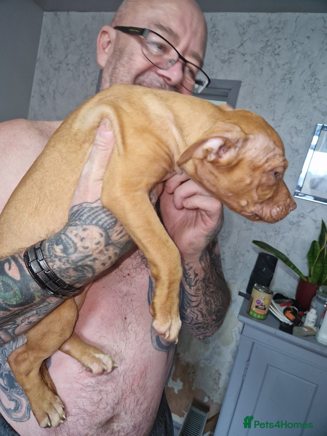 Mixed Breed dogs for sale: Presa/American Johnson bulldog - Image 23