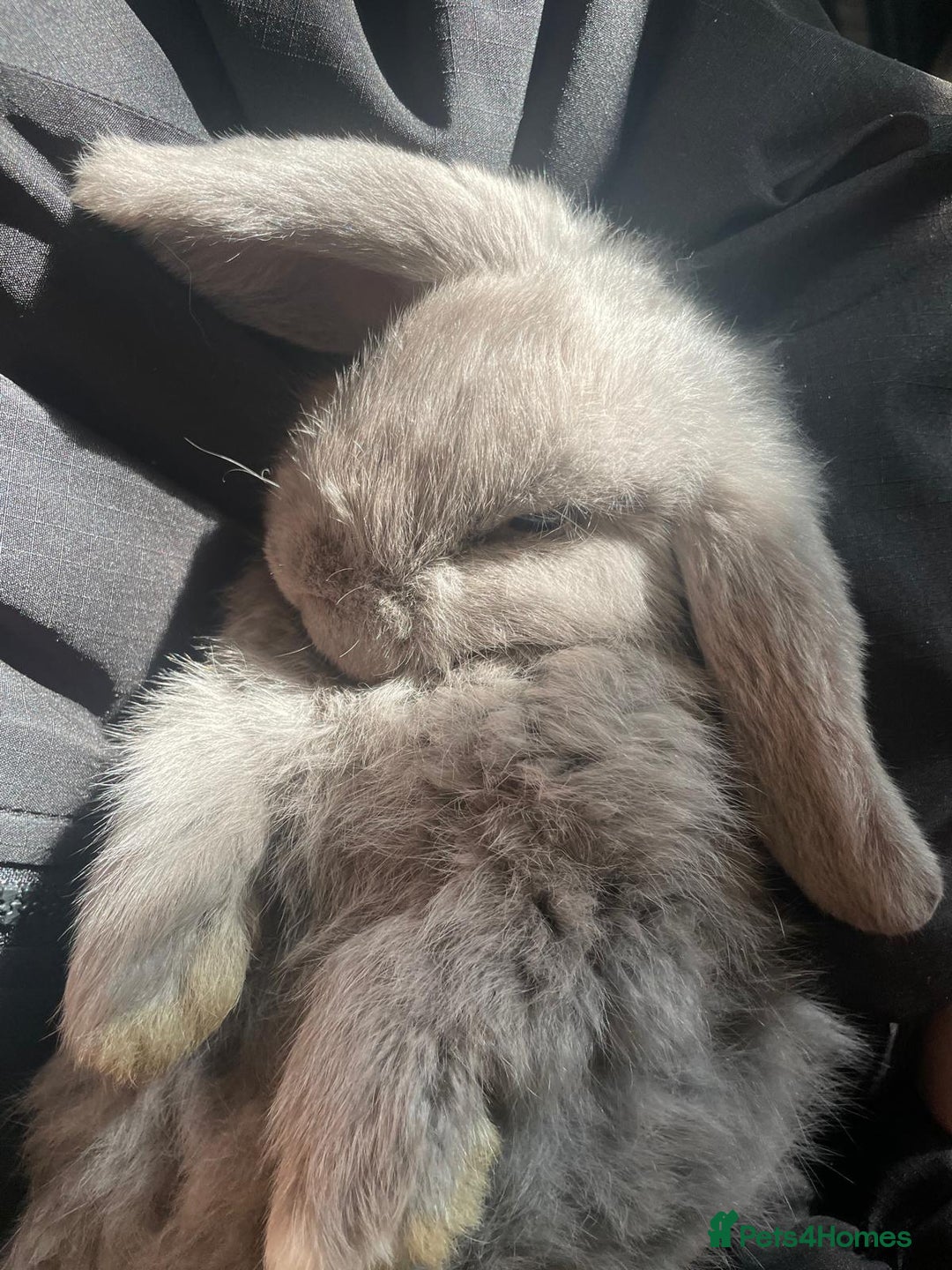 Mini Lop rabbits for sale: Ready to go mini lop - Advert 5