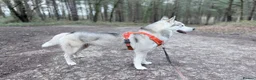 Siberian Husky dogs for sale: 🐾 Siberian Husky Puppies 🐾 - Advert 14