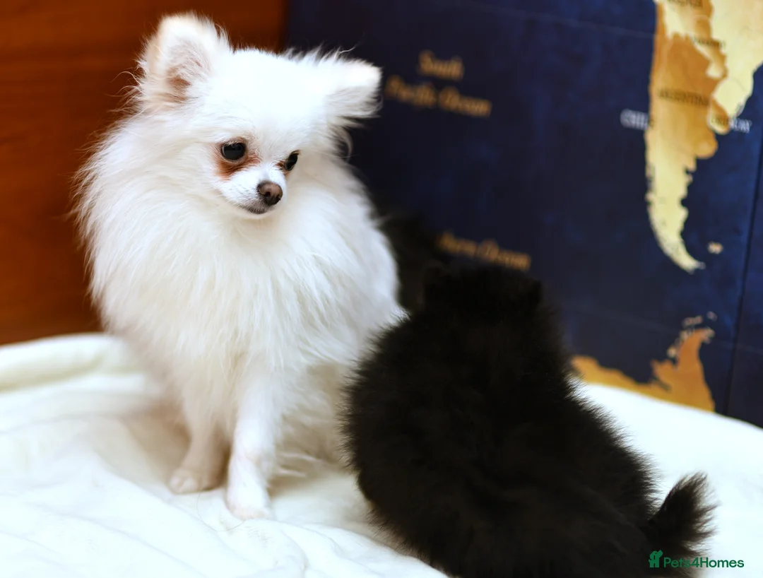 Pomeranian dogs for sale: BLACK POMERANIAN BOY WITH WHITE MARKINGS - Advert 2
