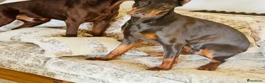 Dobermann Puppy 9