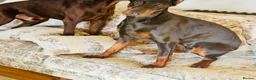 Dobermann dogs for sale: CHESHIRE WORLD CLASS DOBERMAN PUPPY - Advert 17