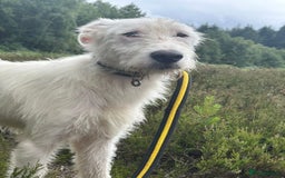 Mixed Breed dogs for adoption: Peter - Norwich Norfolk  - Image 11