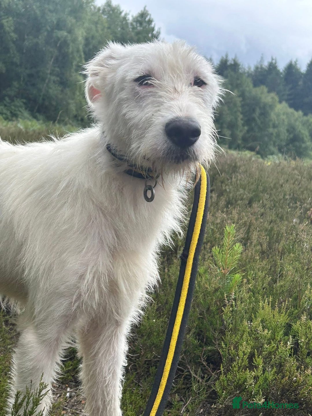 Mixed Breed dogs for adoption: Peter - Norwich Norfolk  - Image 11