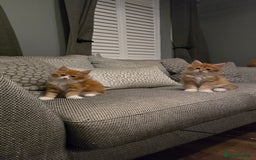 Maine Coon cats for sale: Red and white maine coon kittens TICA registered  - Image 6