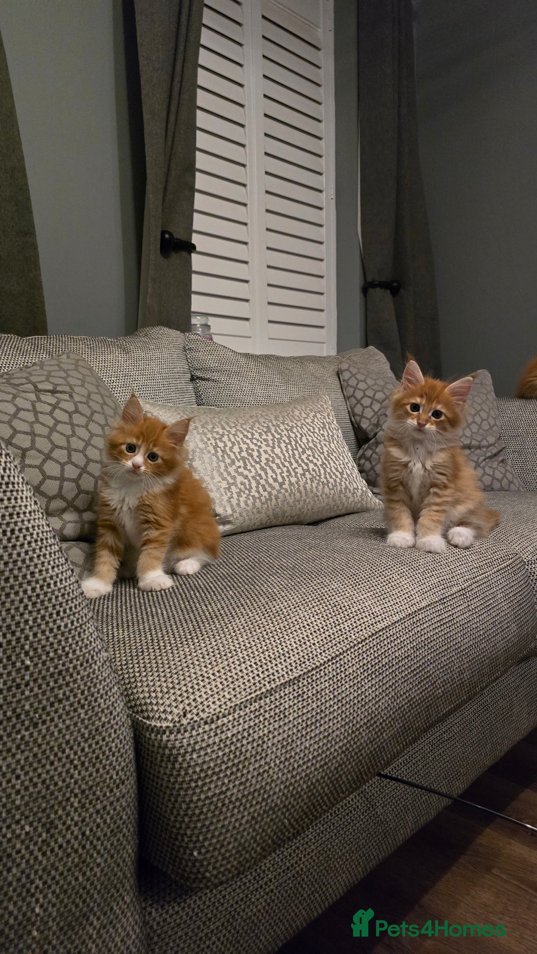 Maine Coon cats for sale: Red and white maine coon kittens TICA registered  - Image 6