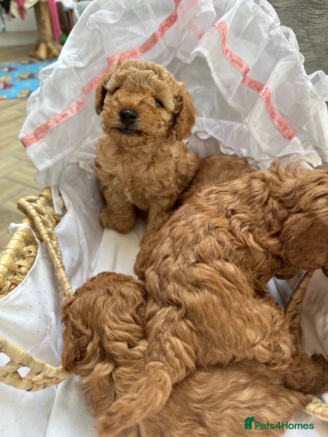 Cavapoo dogs for sale: Adorable F1B Cavapoo Puppies - Advert 11