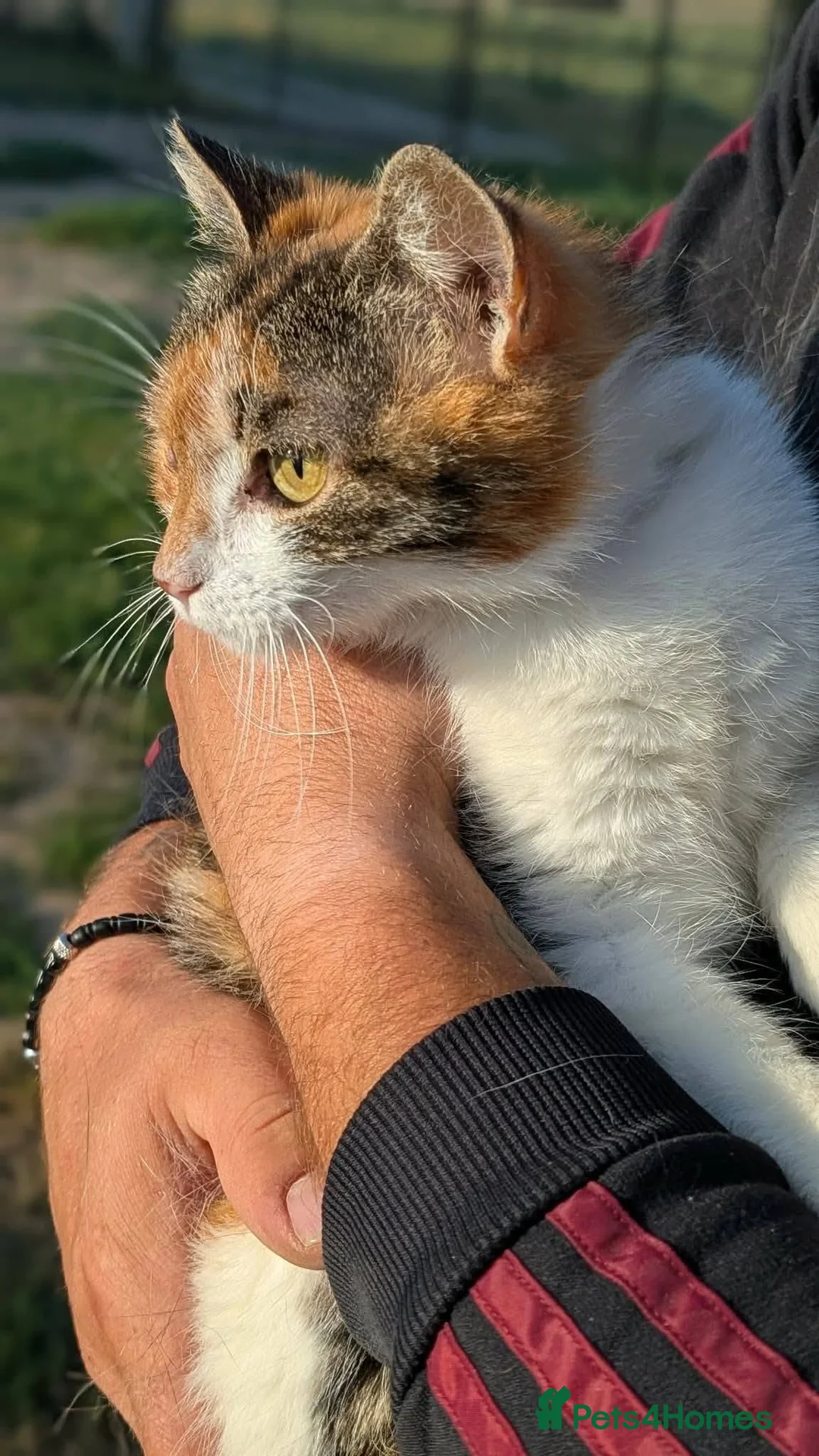 Mixed Breed cats for adoption: Willow for adoption in Doncaster - Advert 2