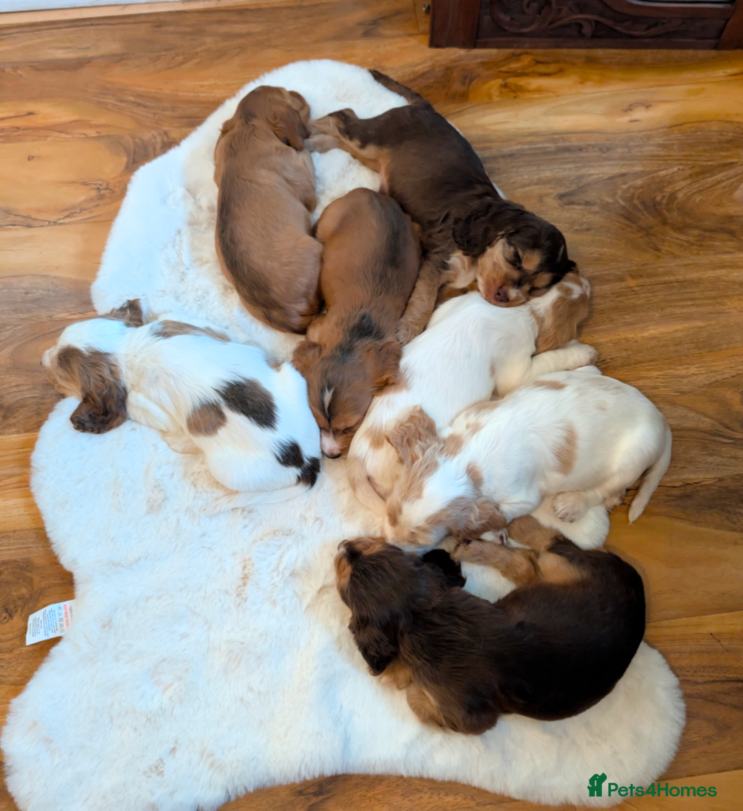 Cocker Spaniel dogs for sale: Beautiful cocker spaniel pups  - Image 1