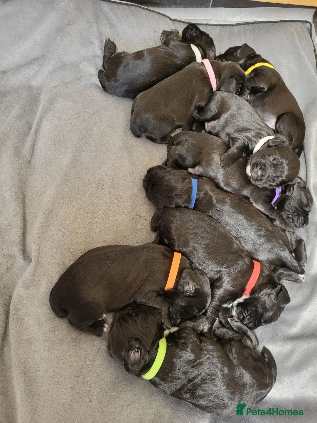 Sprocker dogs for sale: Beautiful, healthy Spaniel puppies. in Dover - Advert 41