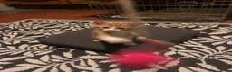 Mixed Breed cats for sale: Beautiful kittens ready for their forever homes  - Advert 6