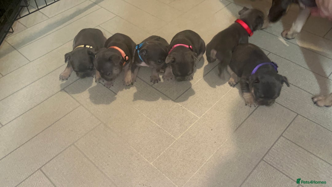 French Bulldog dogs for sale: Cutest frenchies pups  - Advert 6