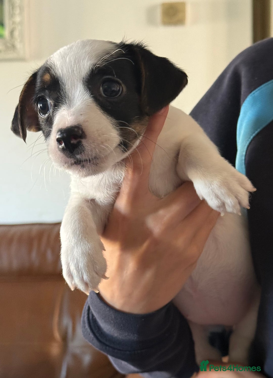 Jack Russell dogs for sale: Jack Russell  - Image 3