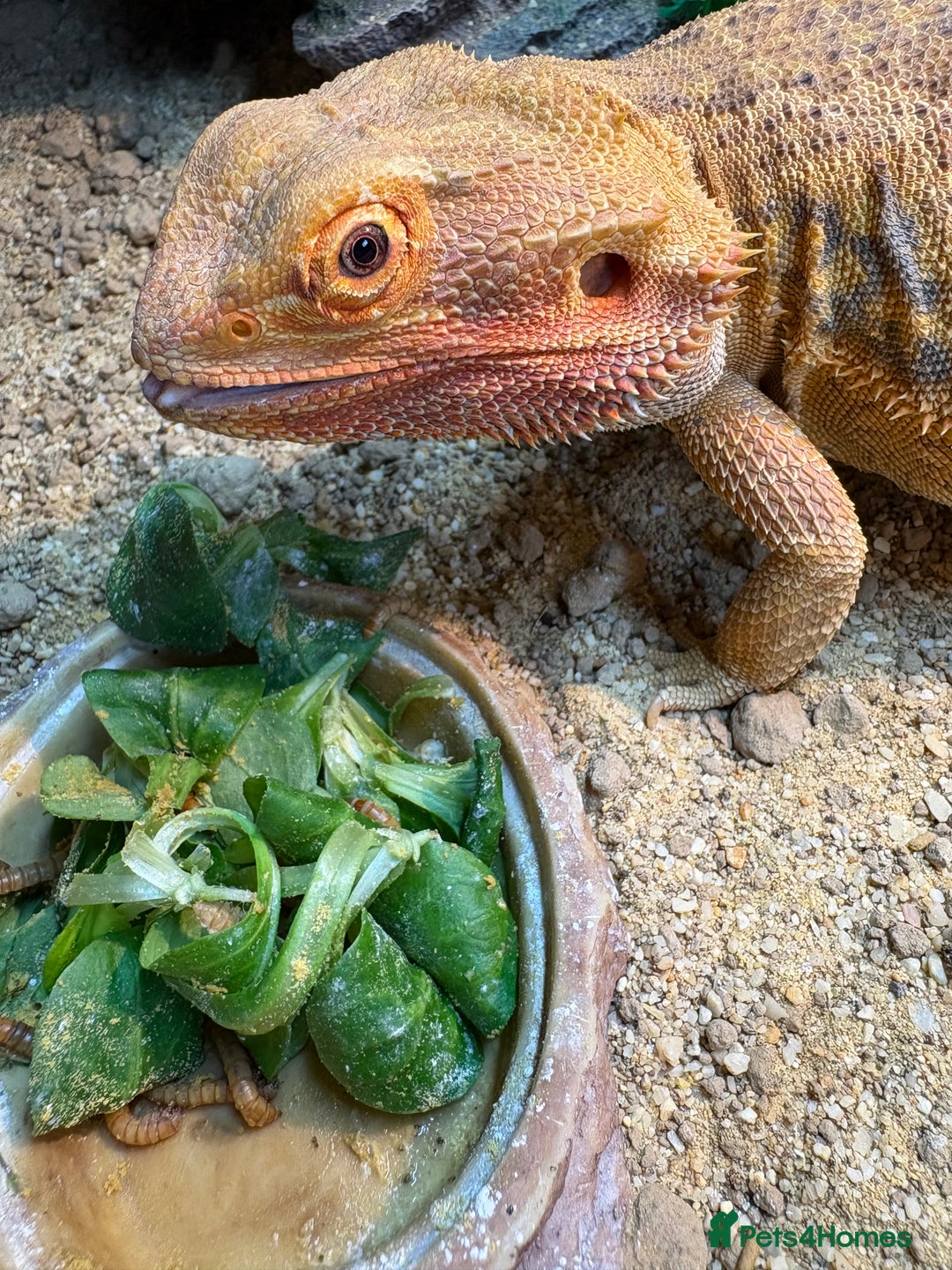 Bearded Dragon reptiles for sale: Bearded dragon for sale age 2 - Advert 2