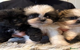 Mixed Breed dogs for sale: Shiranian boy puppies ready now  - Image 14