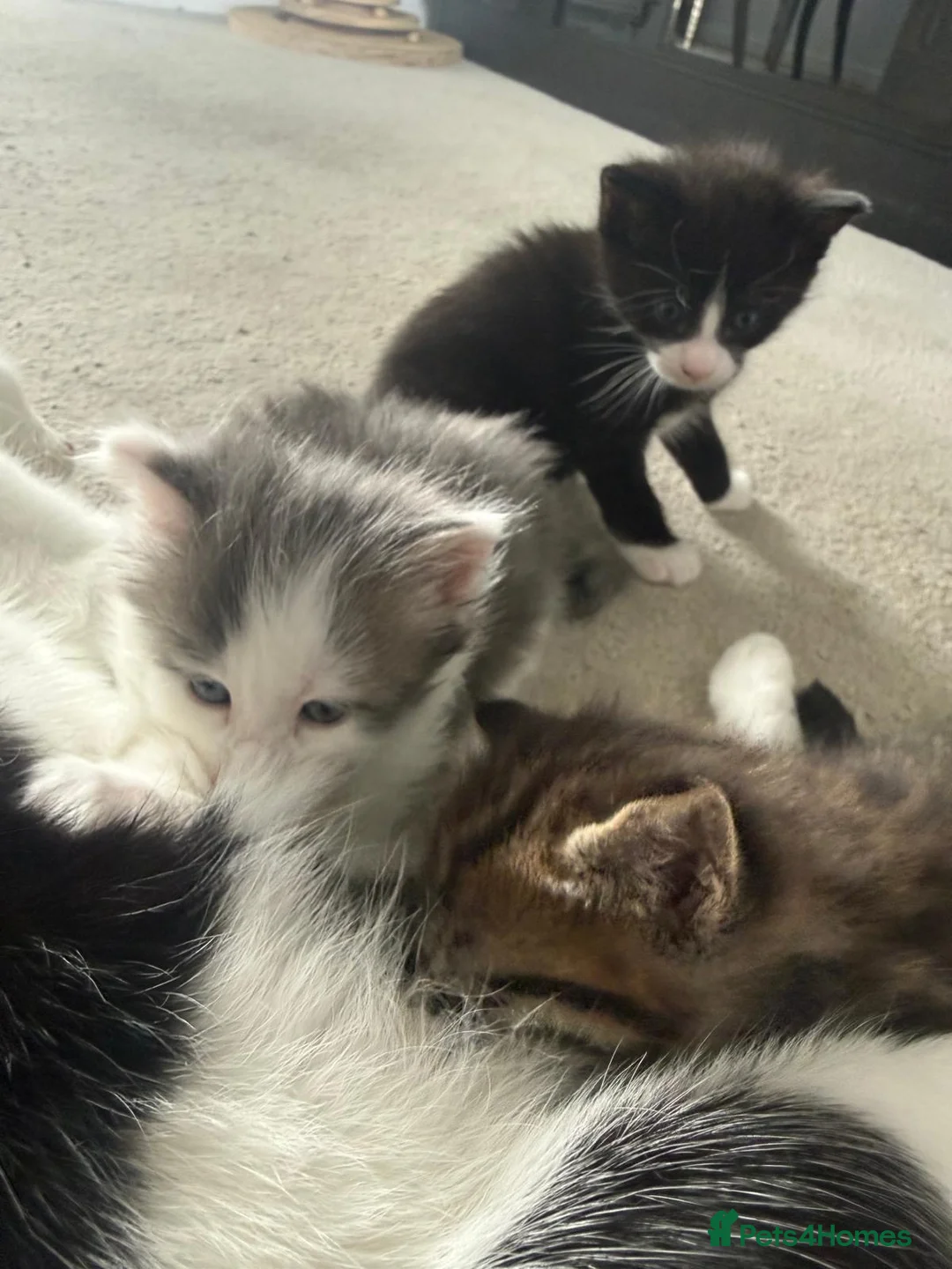 Maine Coon cats for sale: 2 Half Maine Coon Babies Searching For Furever Lap - Advert 2