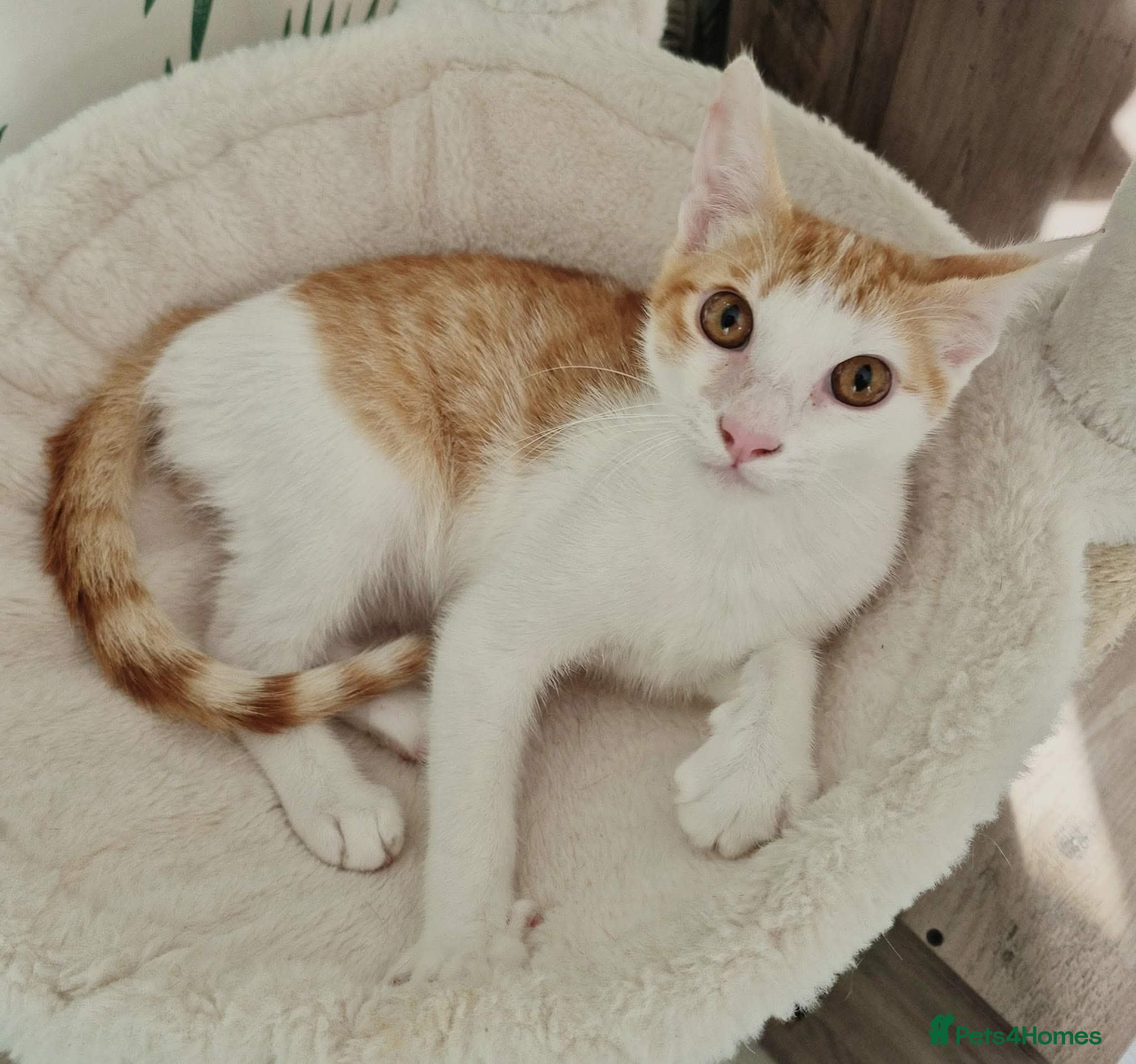 Mixed Breed cats  🌽 Meet Corn - Advert 3