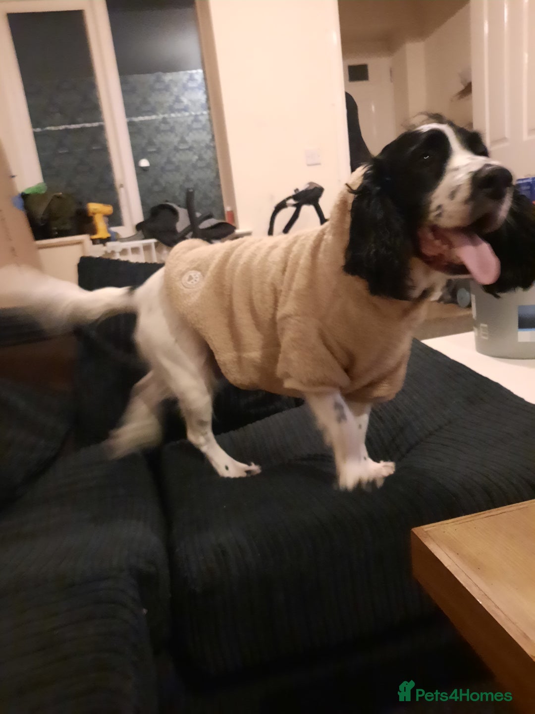 English Springer Spaniel dogs for sale: He loveable and fun  - Advert 6