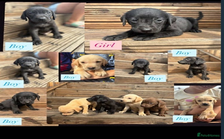 Labrador Retriever dogs - Advert 5